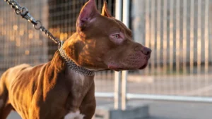 Perro pitbull en el parque que requiere el certificado médico para animales peligrosos en Córdoba.